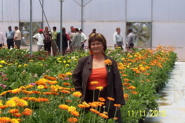 RCT tomato tunnel