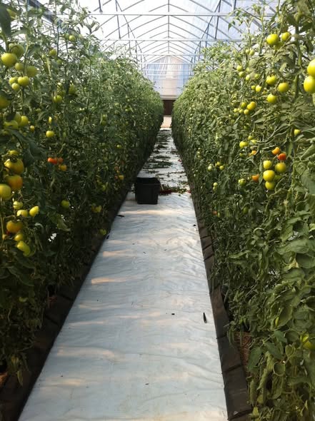 Rehoboth produce - tomatoes and flowers