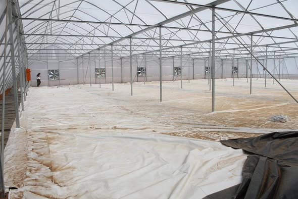 RCT greenhouse before - week 1